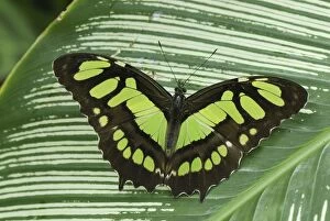 Images Dated 5th February 2007: Pearly Malachite Butterfly Colombia
