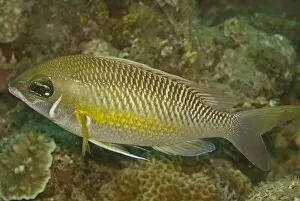 Bream Gallery: Pearly Monocle-bream - Not very common, this fish appears to eat algae from coral rubble