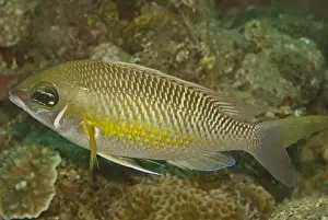 Bream Prints: Pearly Monocle-bream - Not very common