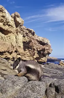Wallabies Prints: Pearson Island Rock-wallaby - once only on Pearson Island