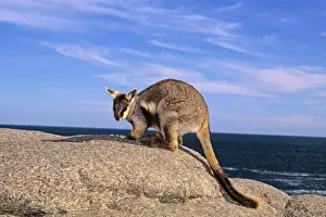 Wallabies Prints: Pearson Island Rock-wallaby South Australia SND01906