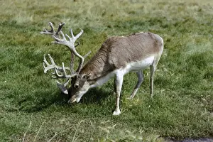 Peary Caribou