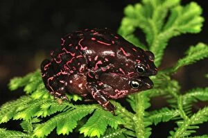 Amplexus Collection: Pebas Stubfoot Toad - amplexus - Colombia