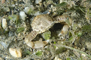 Images Dated 25th February 2019: Pebble Crab - on sand, Night dive - Tasi Tolu dive site, Dili