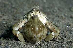 Pebble Crabs mating