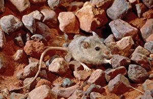 Burrows Gallery: Pebble Mount / Mound Mouse - pushing stone from burrow
