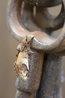 Keys Prints: Pebble Prominent Moth - Cornwall - UK