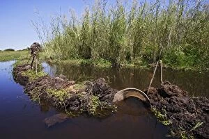Images Dated 23rd April 2006: Peche dans le marais de Bangweuleu. Nasse a poisson Zambie