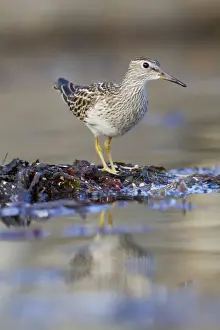 Sandpiper Prints: Pectoral Sandpiper - Autumn - Cornwall - UK