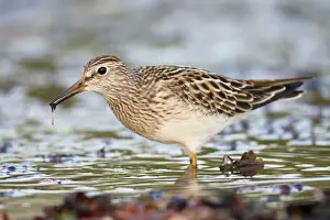 Pectoral Sandpiper - Autumn - Cornwall - UK