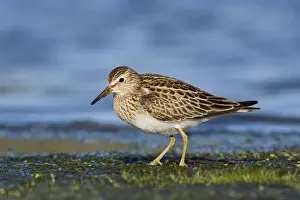 Pectoral Sandpiper. Jamaica Bay, NY in September, USA