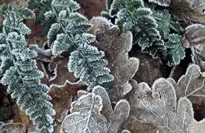 Oaks Prints: Pedunculate / Common / English Oak Leaves Rimed leaves of oak and fern - Frost Staphorst forest