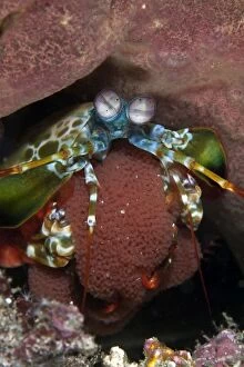 Images Dated 7th February 2009: Peecock Mantis - shrimp with eggs - Indonesia