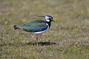 Peewit, Lapwing - adult with colourful gleaming plumage