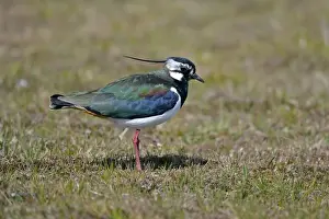 Lapwings Prints: Peewit, Lapwing adult with colourful gleaming plumage North Mainland