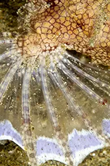 Pegasus Seamoth - fin - Indonesia