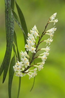 Images Dated 12th March 2008: Peka-a-Waka Orchid - epiphytical orchid growing on a tree branch in lush temperate rainforest