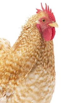 Caruncles Gallery: Pekin Chicken tan colour Cockerel / Rooster
