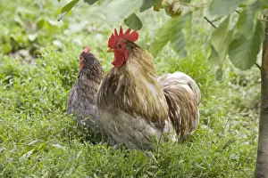 Pekin / Cochin Bantam Chickens cockerel hen Cotswolds UK