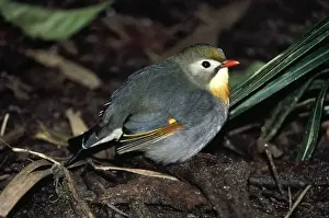 Pekin Robin / Red-billed Leiothrix