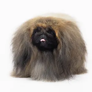 Pekingese Dog