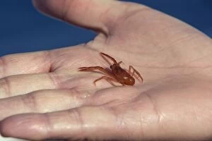 Images Dated 15th February 2009: Pelagic Red Crab - in hand - Baja California, Mexico