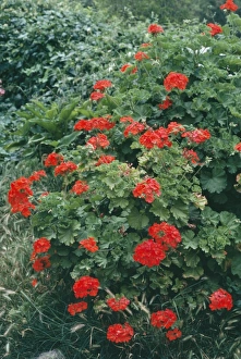 Images Dated 19th August 2005: Pelargonium