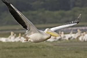 Images Dated 19th August 2004: Pelican blanc
