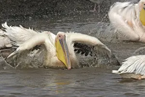 Pelican blanc