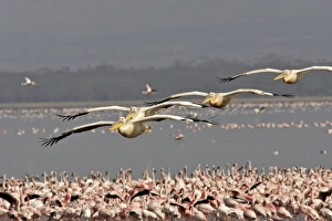 Images Dated 20th August 2004: Pelican blanc