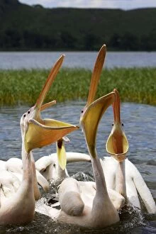 Images Dated 11th August 2006: Pelican blanc White pelican Pelecanus onocrotalus