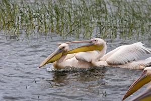 Images Dated 10th August 2006: Pelican blanc White pelican Pelecanus onocrotalus