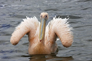 Images Dated 10th August 2006: Pelican blanc White pelican Pelecanus onocrotalus