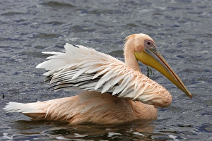 Images Dated 10th August 2006: Pelican blanc White pelican Pelecanus onocrotalus