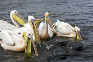 Images Dated 10th August 2006: Pelican blanc White pelican Pelecanus onocrotalus