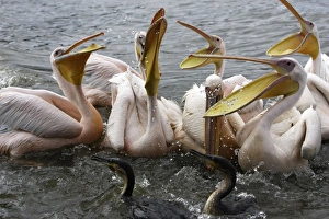 Images Dated 10th August 2006: Pelican blanc White pelican Pelecanus onocrotalus
