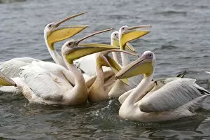 Images Dated 10th August 2006: Pelican blanc White pelican Pelecanus onocrotalus