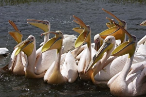 Images Dated 10th August 2006: Pelican blanc White pelican Pelecanus onocrotalus