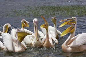 Images Dated 10th August 2006: Pelican blanc White pelican Pelecanus onocrotalus
