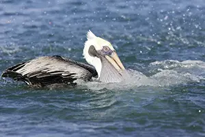 Pelican brun. Brown Pelican. Pelecanus occidentalis