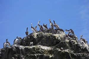 Pelicans - Pan de Azucar National Park - Chile