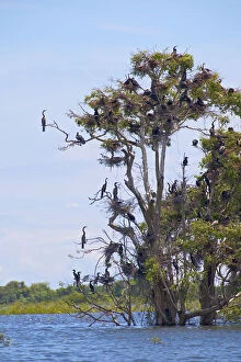 Pelicans sitting on tree, Tonle Sap Lake