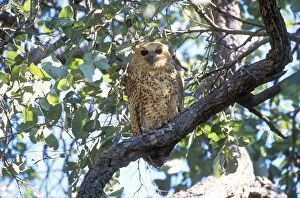 Images Dated 2nd August 2005: Pel's Fishing Owl Botswana, Africa