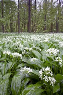 Images Dated 29th April 2012: Pencarrow - Ramsons - Spring