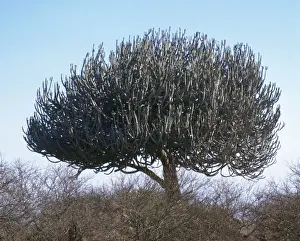 Bush Prints: Pencil Cactus / Pencil Bush / Giant Euphorbia Tree, Africa