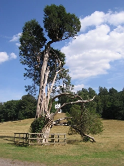 Images Dated 9th August 2006: Pencil / Red Cedar Tree, UK