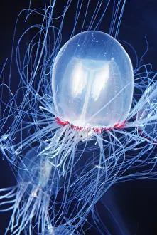 PENCILLATE JELLYFISH - (Bell Medusa)