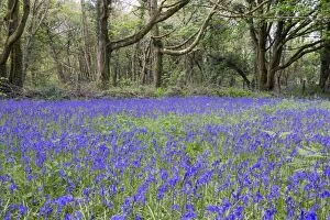 Images Dated 5th May 2012: Pendarves Woods - Bluebells - Spring - Cornwall - UK
