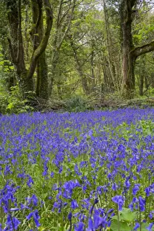 Flora Prints: Pendarves Woods - Bluebells - Spring - Cornwall - UK