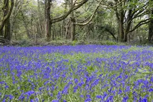 Pendarves Woods - Bluebells - Spring - Cornwall - UK